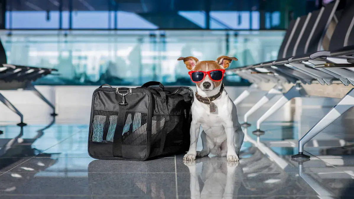 Image for traveling-with-pets-on-airlines-a-complete-guide-to-stress-free-journeys